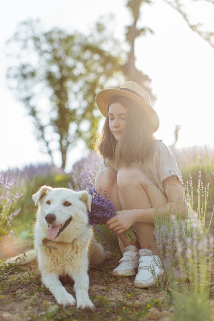 A young woman sits with a white dog in a lavender field during sunset, creating a serene and pastoral scene.